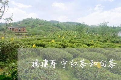 福建寿宁红茶和白茶/2023120589383