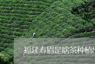 福建寿眉是啥茶种植出来的/2023110939592