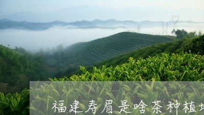 福建寿眉是啥茶种植地方/2023110229380