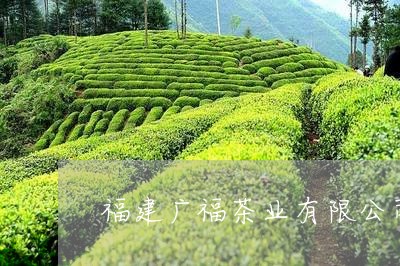 福建广福茶业有限公司白茶/2023042542237