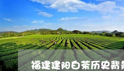 福建建阳白茶历史背景/2023120869926