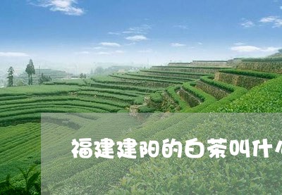 福建建阳的白茶叫什么/2023092030724