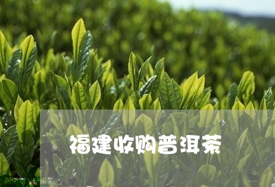 福建收购普洱茶/2023101615179