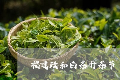 福建政和白茶开茶节/2023091355938