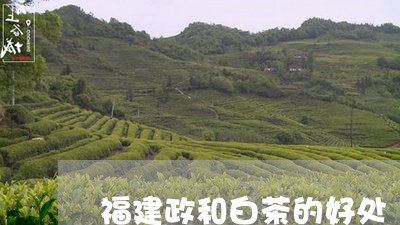 福建政和白茶的好处/2023091301848