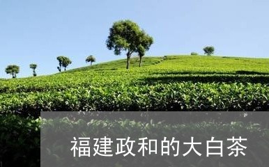 福建政和的大白茶/2023090577250