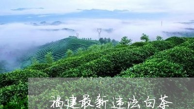 福建最新违法白茶/2023090561837