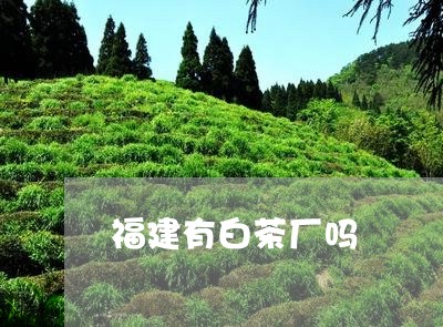 福建有白茶厂吗/2023060885947