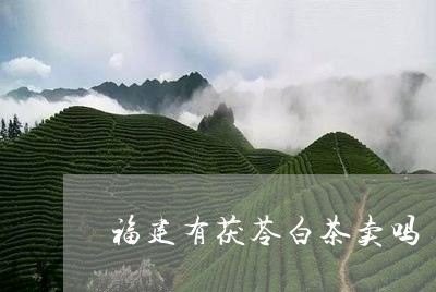 福建有茯苓白茶卖吗/2023110246268