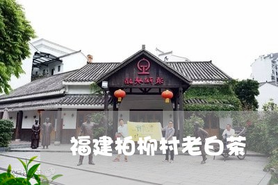 福建柏柳村老白茶/2023090547482