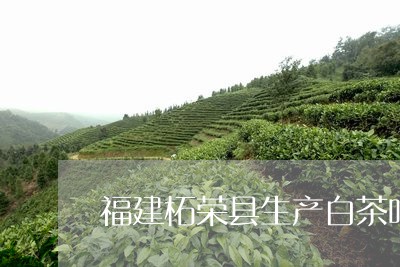 福建柘荣县生产白茶吗/2023120885915