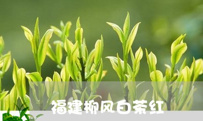 福建柳风白茶红/2023060813949