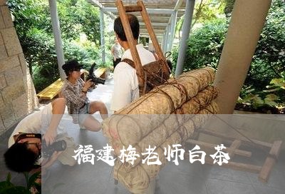 福建梅老师白茶/2023060825248