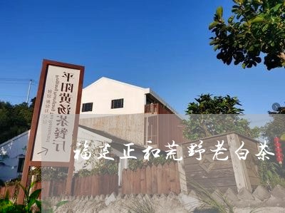 福建正和荒野老白茶/2023091305169