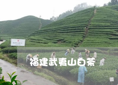 福建武夷山白茶/2023060807515