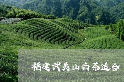 福建武夷山白茶适合/2023091350613