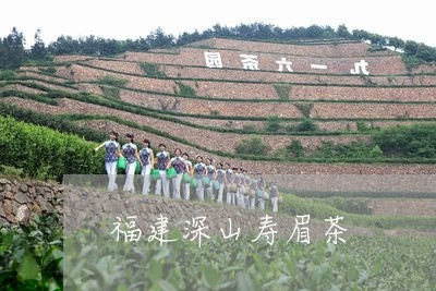 福建深山寿眉茶/2023112401604