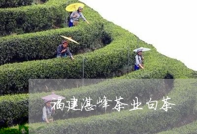 福建湛峰茶业白茶/2023090564848