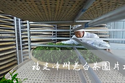 福建漳州老白茶图片大全/2023110206148