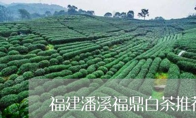 福建潘溪福鼎白茶推荐品牌/2023042597371