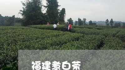 福建煮白茶/2023082794727