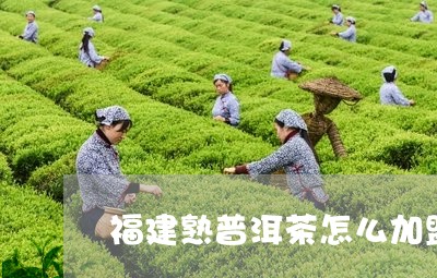 福建熟普洱茶怎么加盟/2023092553503