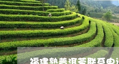 福建熟普洱茶联系电话/2023120694047