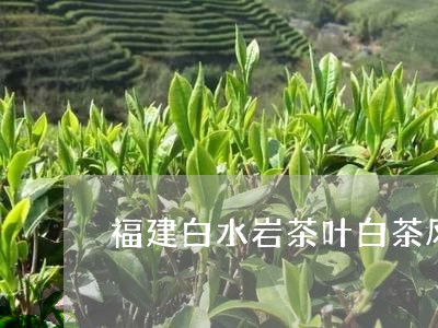 福建白水岩茶叶白茶凤归来/2023042536242