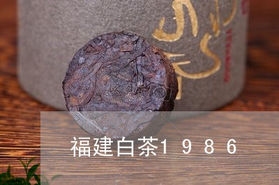 福建白茶1986/2023090506150