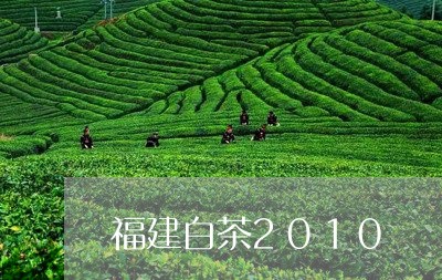 福建白茶2010/2023090588361