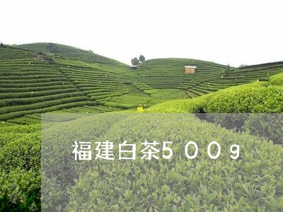 福建白茶500g/2023090533937