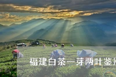 福建白茶一芽两叶鉴别图/2023110257473