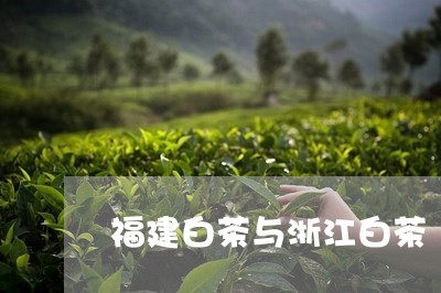 福建白茶与浙江白茶/2023120558695