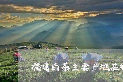 福建白茶主要产地在哪里/2023092286259