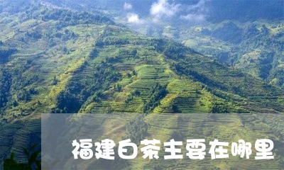 福建白茶主要在哪里/2023091334027