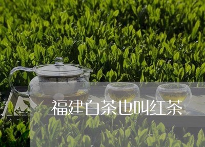 福建白茶也叫红茶/2023090562814