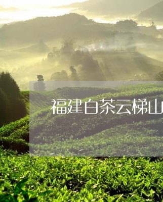 福建白茶云梯山场/2023090565042