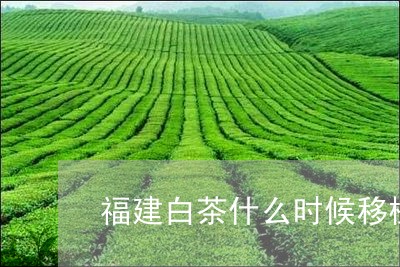 福建白茶什么时候移植/2023092085927