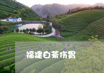 福建白茶伤胃/2023052251936