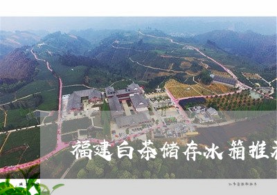 福建白茶储存冰箱推荐/2023092025930