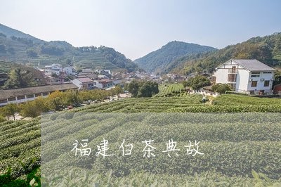 福建白茶典故/2023052205250