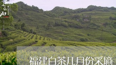 福建白茶几月份采墒/2023120559361