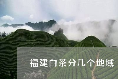 福建白茶分几个地域/2023091384726