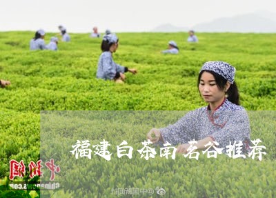 福建白茶南茗谷推荐/2023120527361