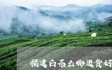 福建白茶去哪进货好一点/2023092230794