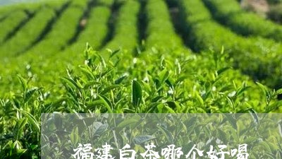 福建白茶哪个好喝/2023090571637