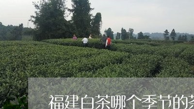 福建白茶哪个季节的茶好/2023092281714