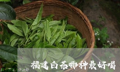 福建白茶哪种最好喝/2023120511515