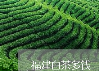 福建白茶多钱/2023052216151