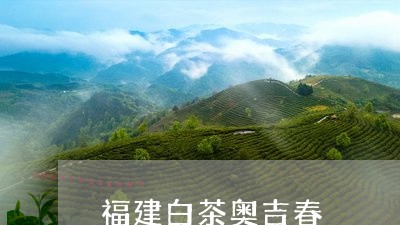 福建白茶奥吉春/2023060839717